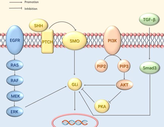 Int J Biol Sci Image