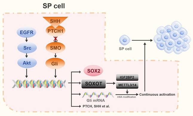 Int J Biol Sci Image