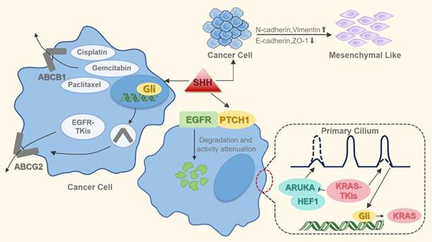 Int J Biol Sci Image
