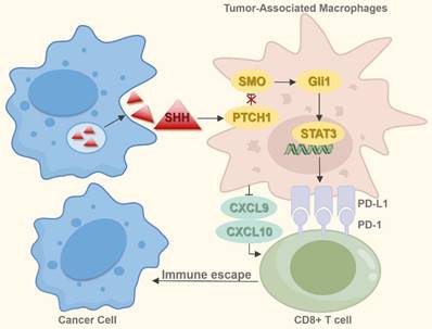 Int J Biol Sci Image