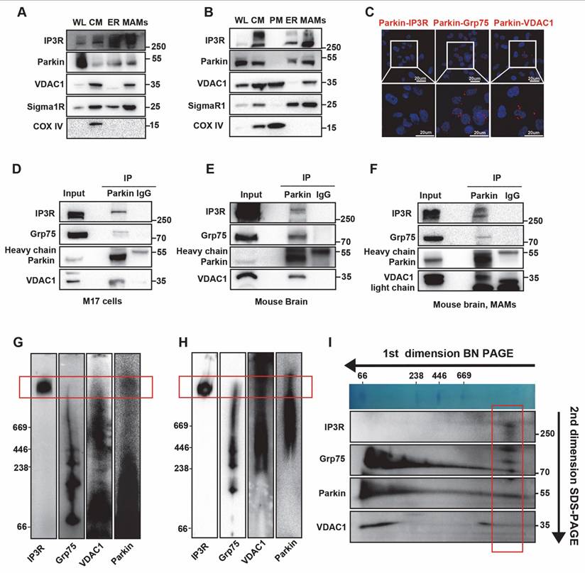 Int J Biol Sci Image