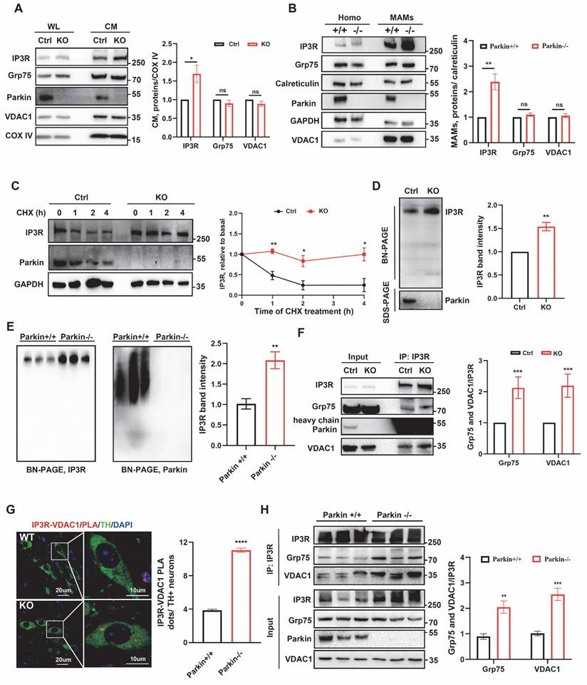 Int J Biol Sci Image