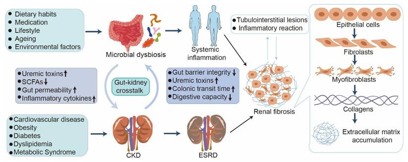 Int J Biol Sci Image