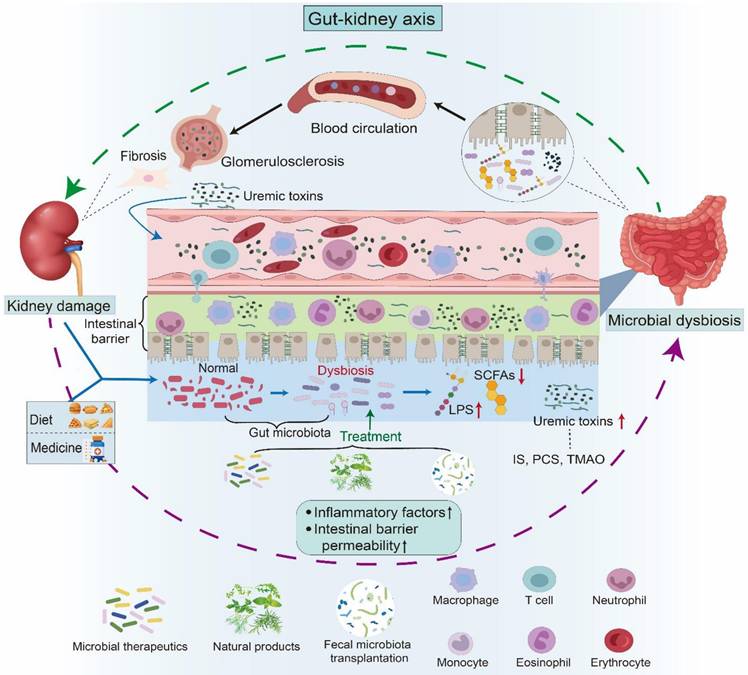 Int J Biol Sci Image