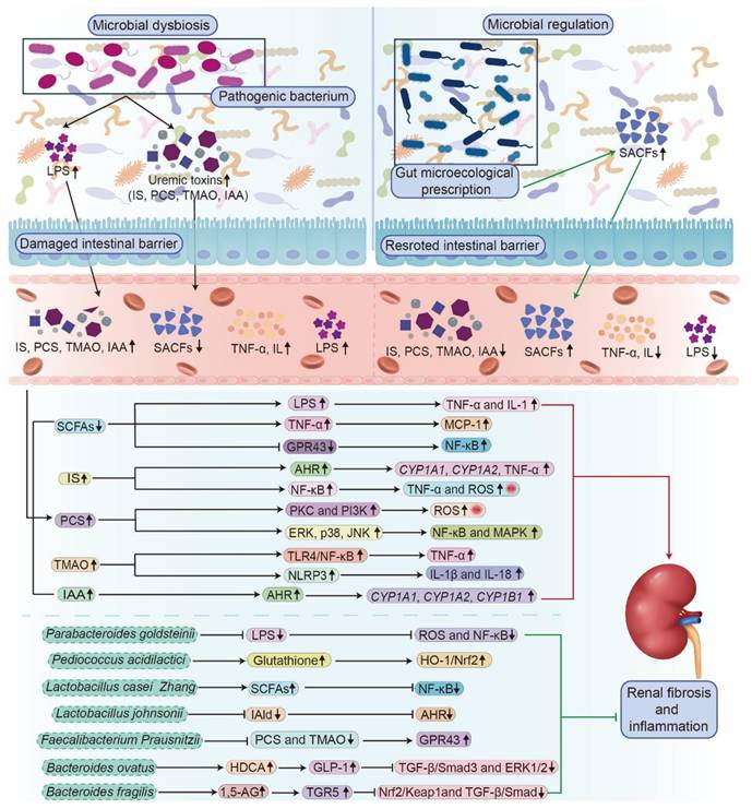 Int J Biol Sci Image