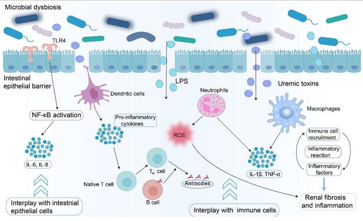 Int J Biol Sci Image