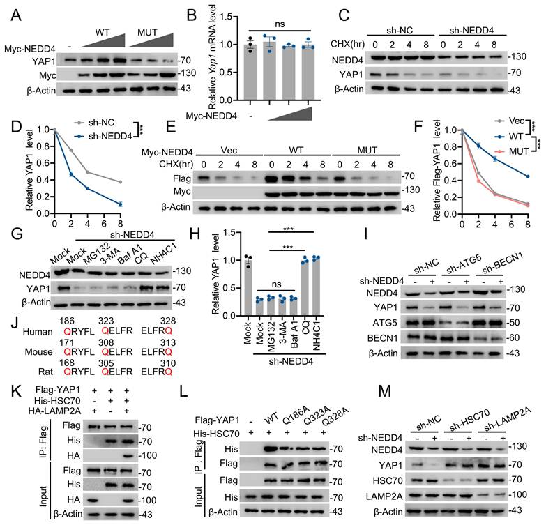 Int J Biol Sci Image
