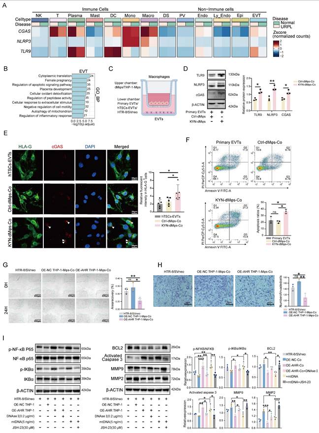 Int J Biol Sci Image