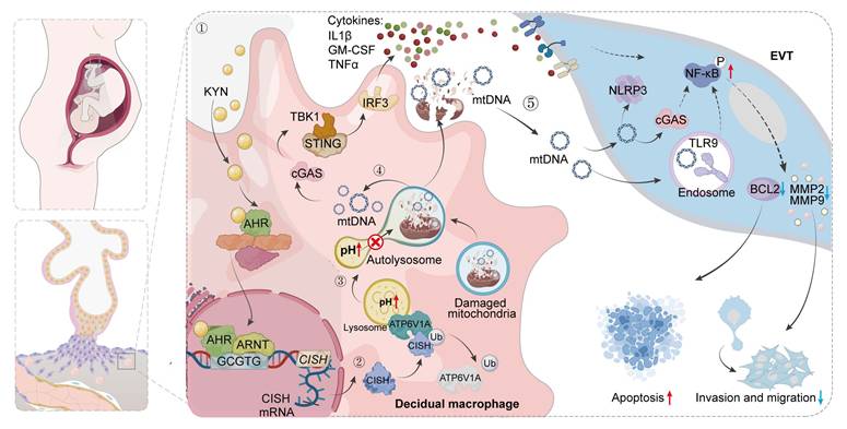 Int J Biol Sci Image
