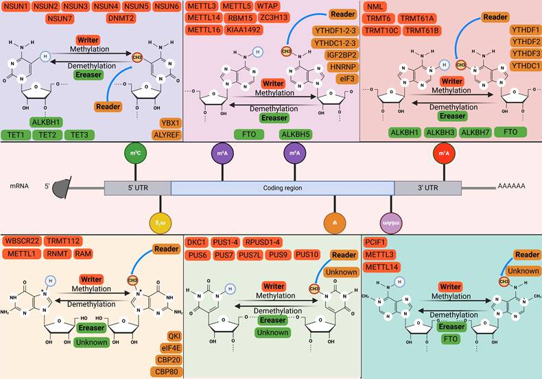 Int J Biol Sci Image