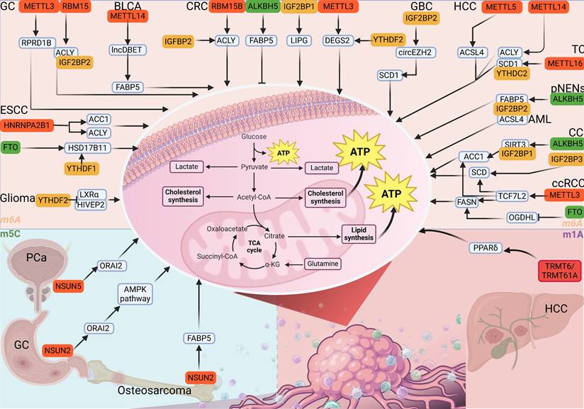 Int J Biol Sci Image