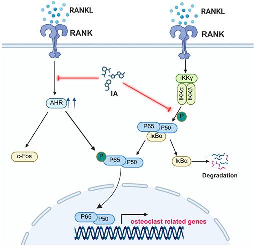 Int J Biol Sci Image