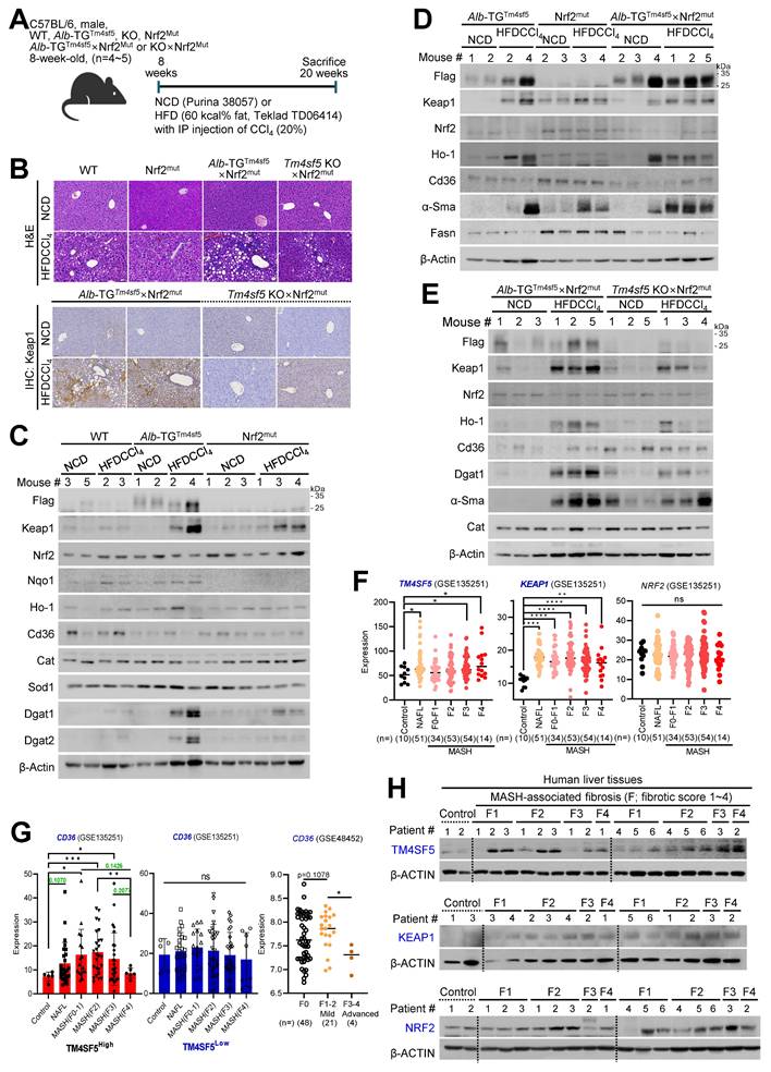 Int J Biol Sci Image