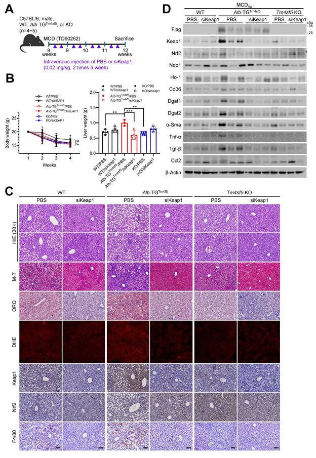 Int J Biol Sci Image