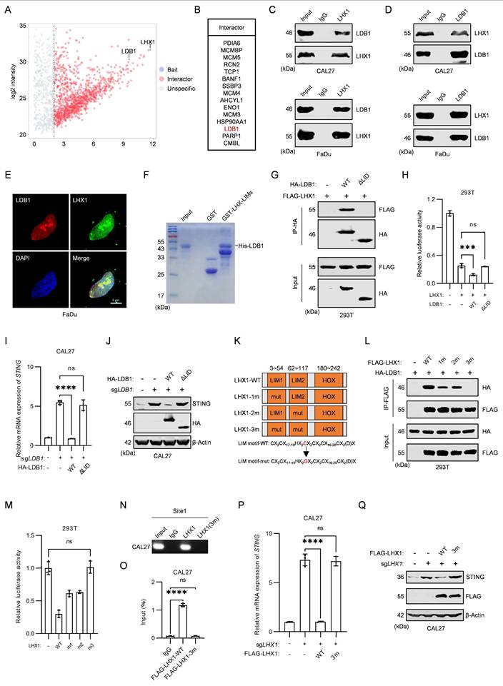 Int J Biol Sci Image