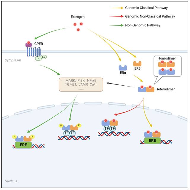 Int J Biol Sci Image