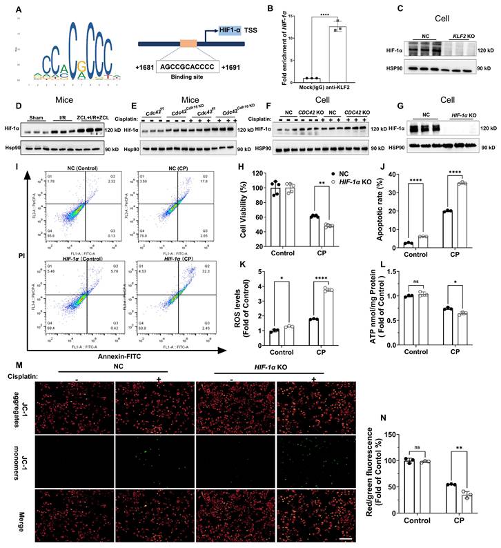 Int J Biol Sci Image