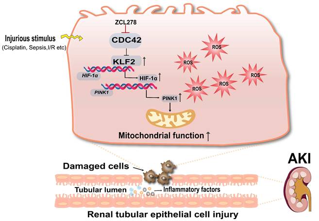 Int J Biol Sci Image