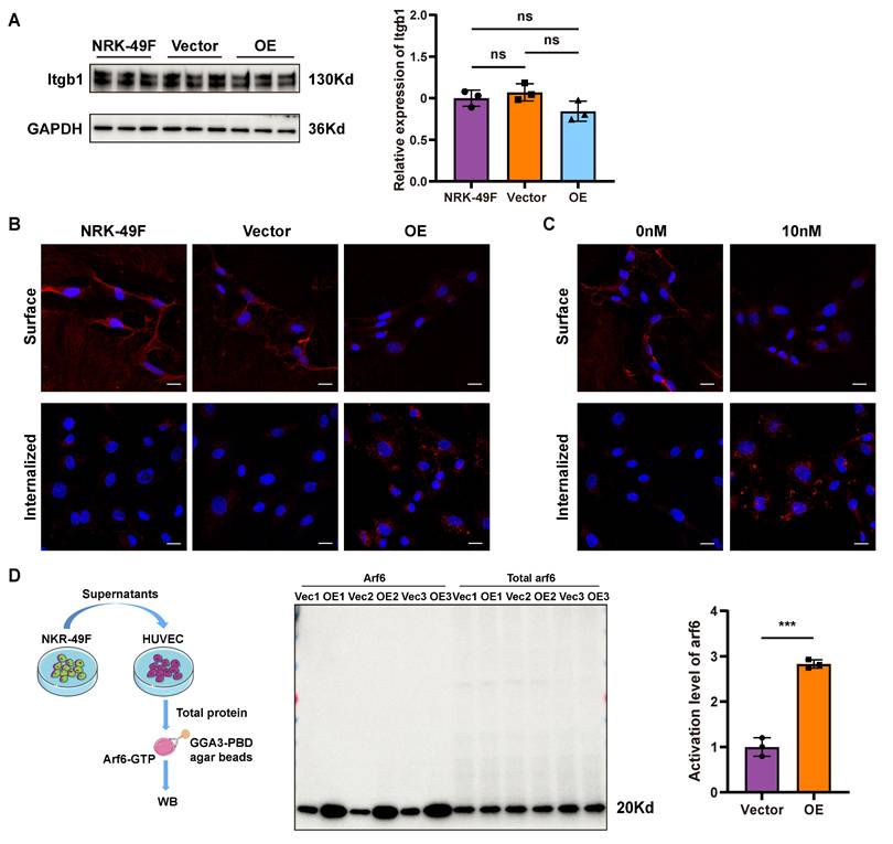 Int J Biol Sci Image