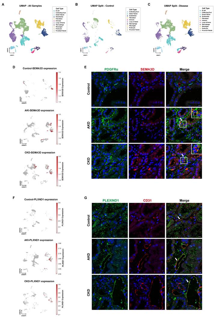 Int J Biol Sci Image