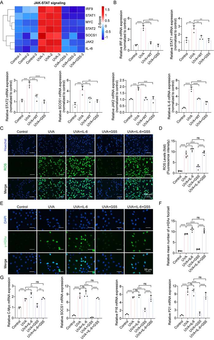 Int J Biol Sci Image