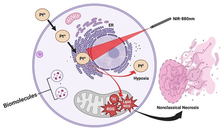 Int J Biol Sci Image