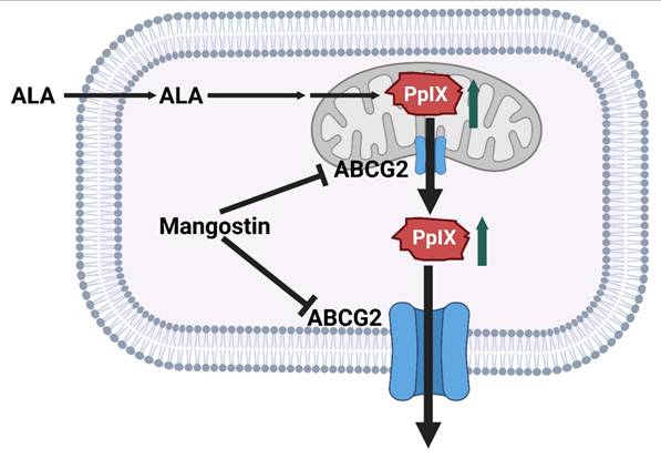 Int J Biol Sci Image