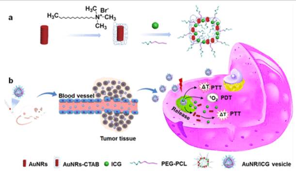 Int J Biol Sci Image