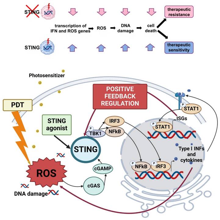 Int J Biol Sci Image