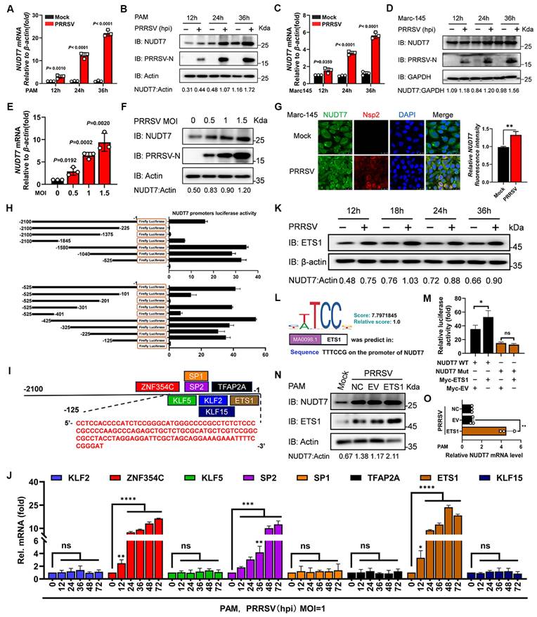 Int J Biol Sci Image