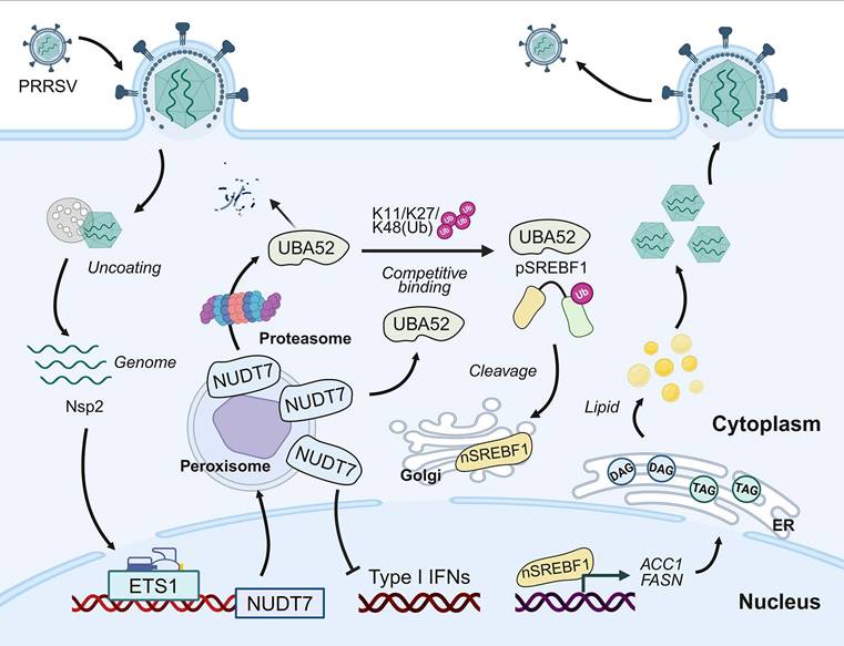 Int J Biol Sci Image
