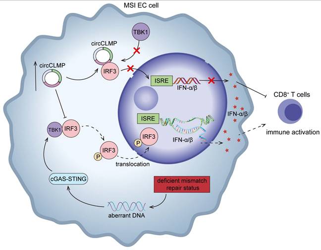 Int J Biol Sci Image