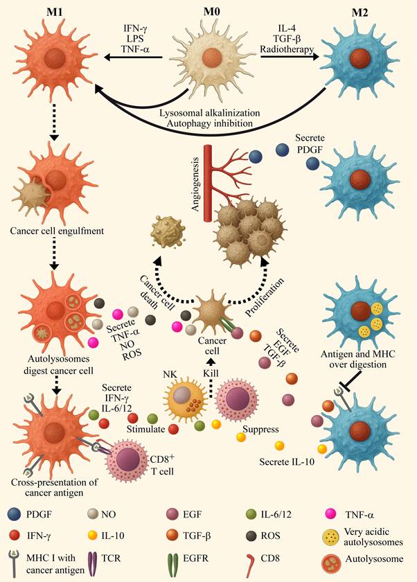 Int J Biol Sci Image