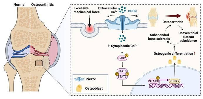 Int J Biol Sci Image