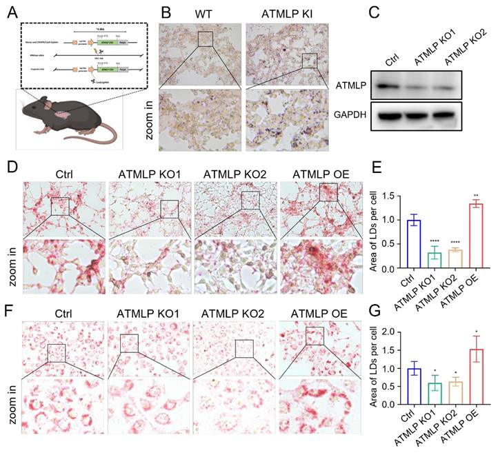 Int J Biol Sci Image