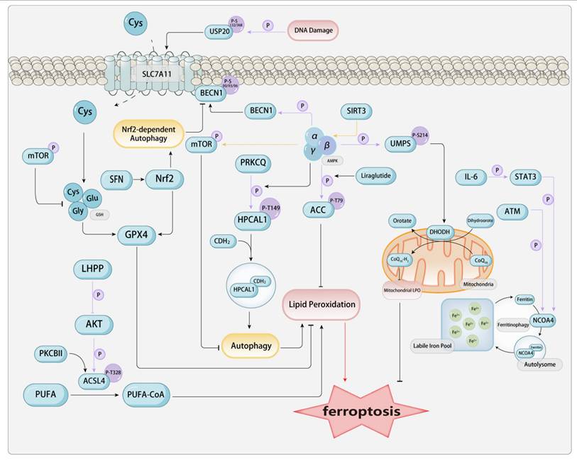 Int J Biol Sci Image