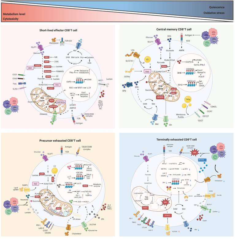 Int J Biol Sci Image
