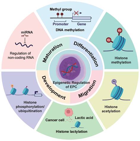 Int J Biol Sci Image