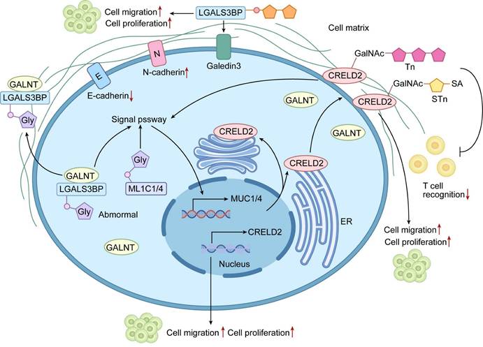 Int J Biol Sci Image