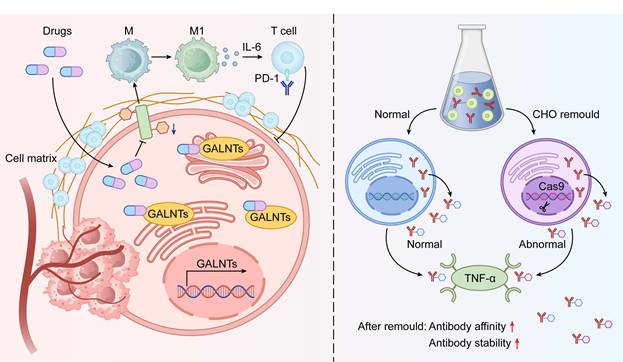 Int J Biol Sci Image