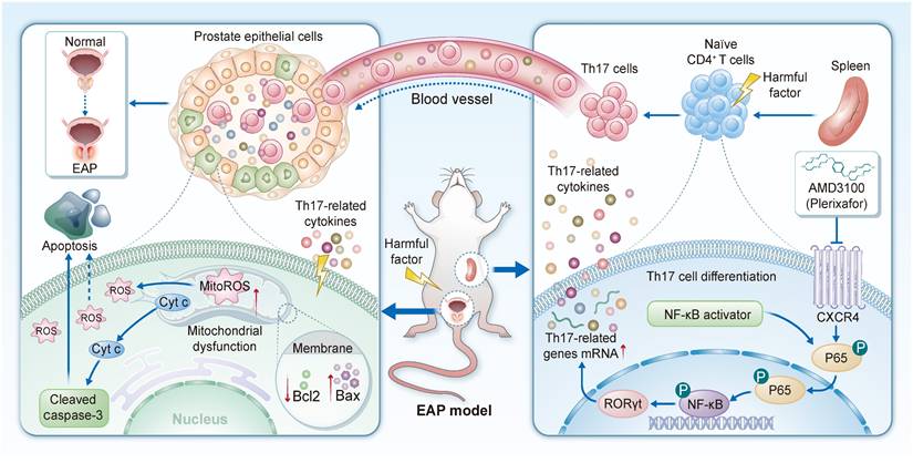 Int J Biol Sci Image