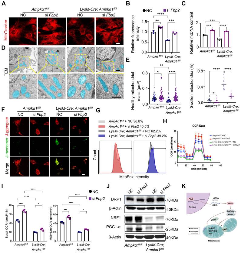 Int J Biol Sci Image
