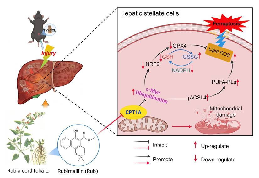 Int J Biol Sci Image