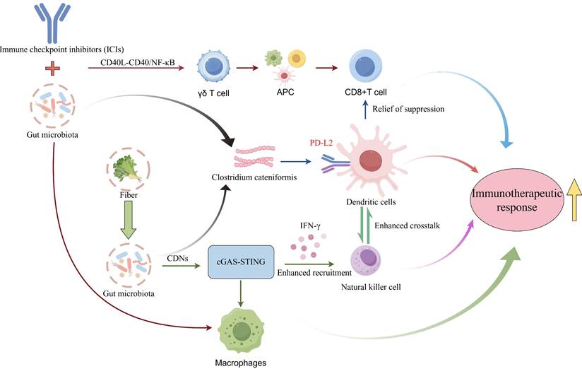 Int J Biol Sci Image