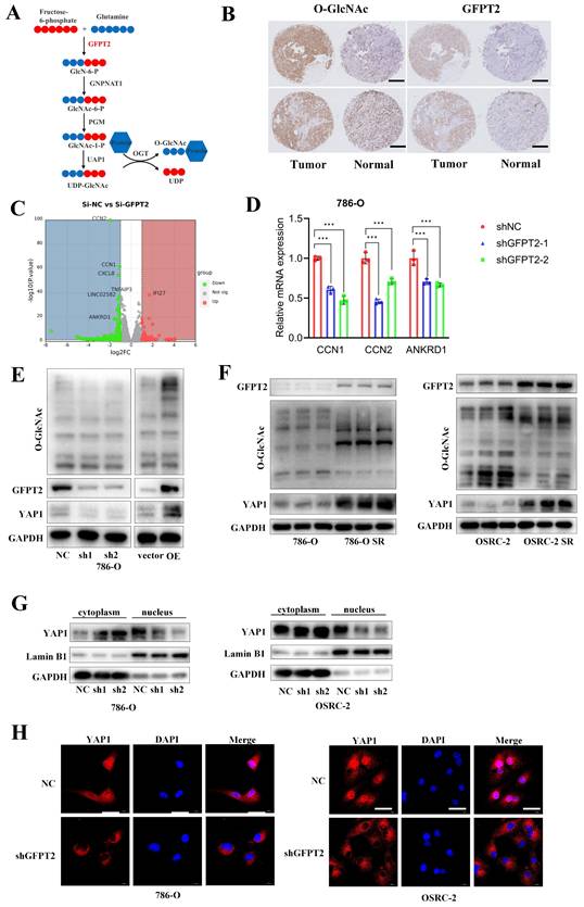 Int J Biol Sci Image