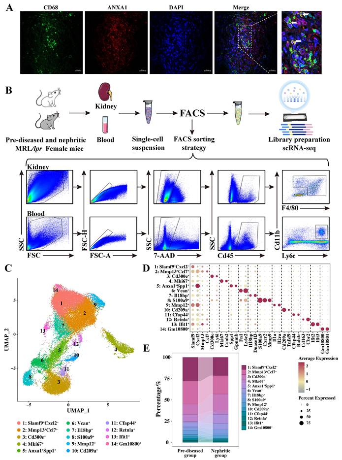 Int J Biol Sci Image