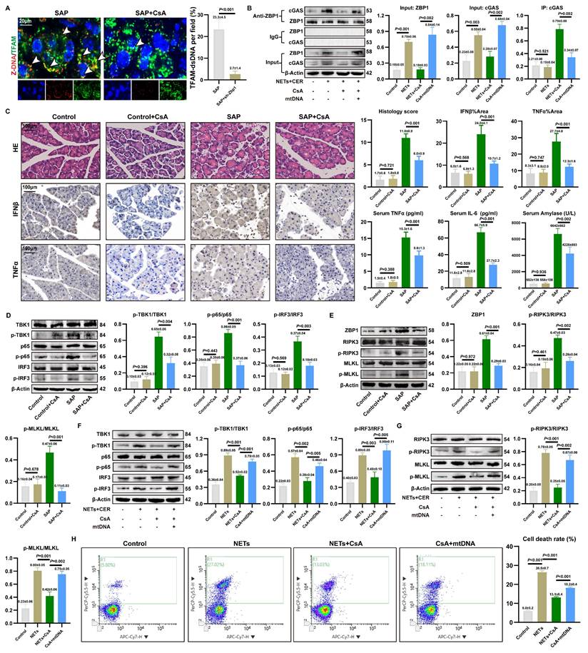 Int J Biol Sci Image