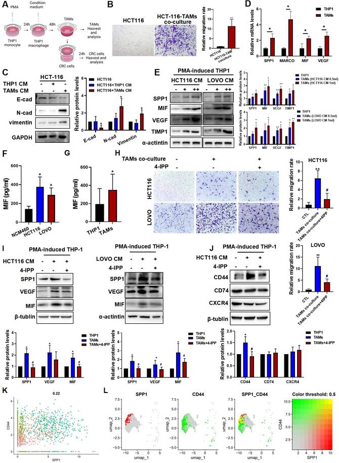 Int J Biol Sci Image