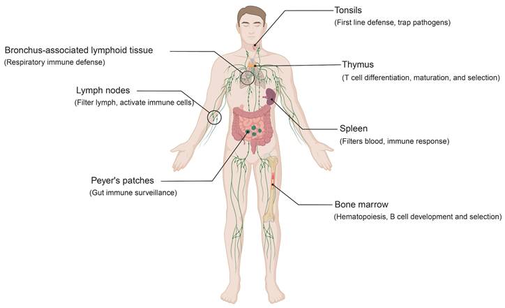 Int J Biol Sci Image