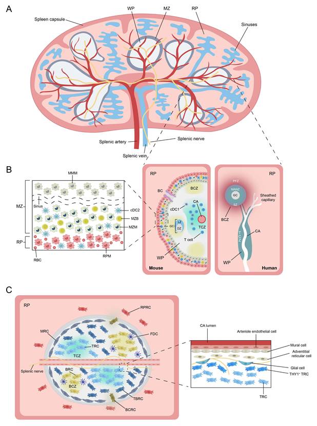 Int J Biol Sci Image